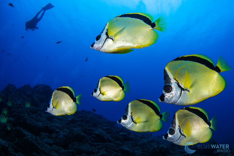 z7ii underwater autofocus