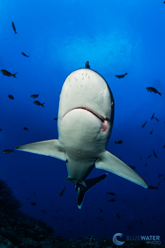 Nikon Z7II and shark