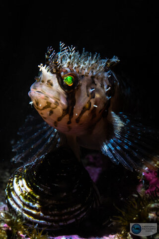Mosshead Warbonnet Photographed with the Sony A1 in an Ikelite A1 Housing with the Sony 90mm macro lens. f/22, ISO 320, 1/200 9.44 million dot EVF Sony A1