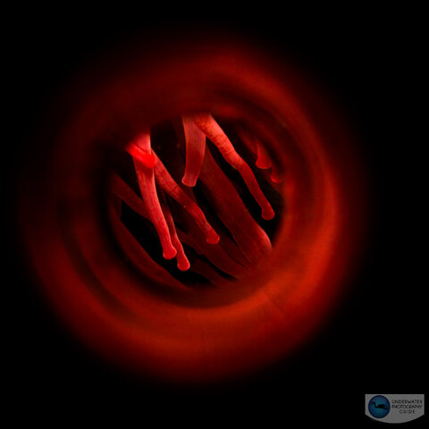 This photo was captured with the electronic shutter. Anemone tentacles photographed with the Sony A1, 90mm macro lens, Saga magic tube, Ikelite A1/A7S III housing. f/22, 1/200, ISO 200 This photo was captured with the electronic shutter. Anemone tentacles photographed with the Sony A1, 90mm macro lens, Saga magic tube, Ikelite A1/A7S III housing. f/22, 1/200, ISO 200