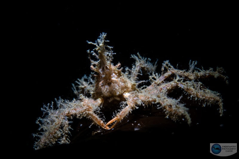 This photo was captured with the Sony 90mm macro lens and the Sony A1. 1/200, f/16, ISO 320 This photo was captured with the Sony 90mm macro lens and the Sony A1. 1/200, f/16, ISO 320