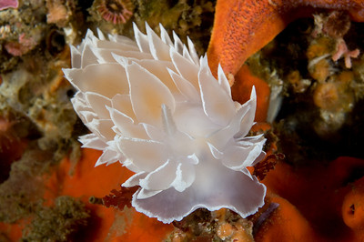 Dirona nudibranch photographed with 60mm lens, F20 Photo- Scott Gietler Dirona nudibranch photographed with 60mm lens, F20 Photo- Scott Gietler