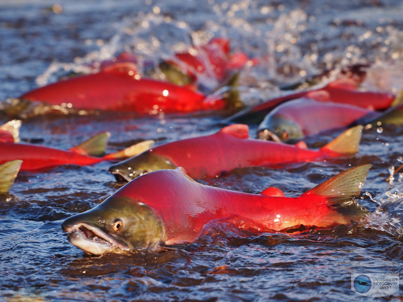 Alaska Salmon Migration Alaska Salmon Migration