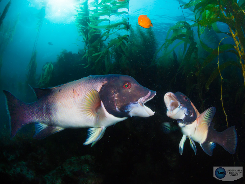 Male California Sheephead fight to determine who's boss Male California Sheephead fight to determine who's boss