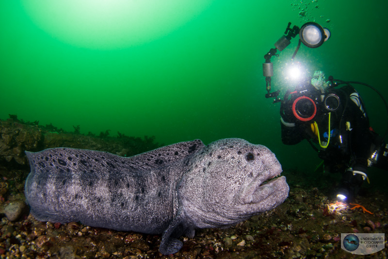 Friendly Wolf Eel Interacts with a Diver Friendly Wolf Eel Interacts with a Diver