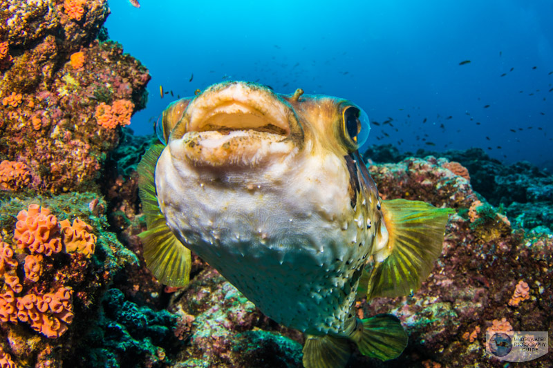 Hiding Behind My Housing Made This Puffer Very Curious Hiding Behind My Housing Made This Puffer Very Curious
