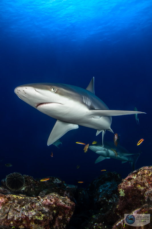 One of the best rules for photographing sharks - don't make eye contact...Otherwise you'll scare them off! One of the best rules for photographing sharks - don't make eye contact!