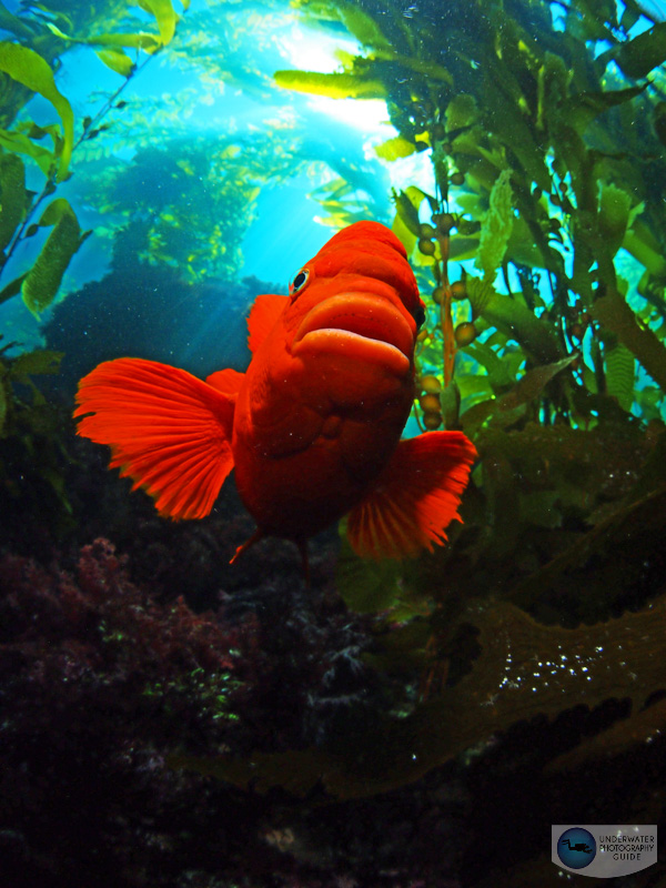 Hide behind a rock, and then pop up to take your shot Hide behind a rock, and then pop up to take your shot