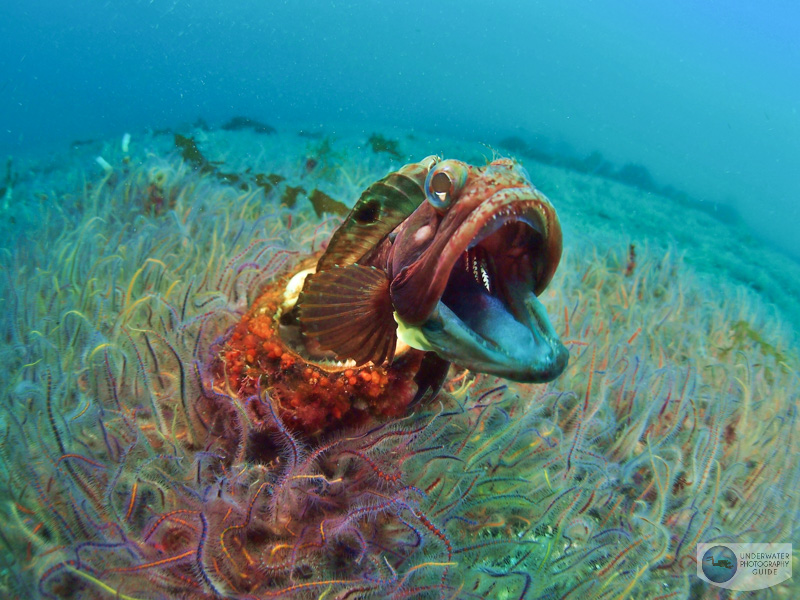 It took 70 minutes of observing this Sarcastic Fringehead before it decided to come out of its shell home and attack its reflection in the dome It took 70 minutes of observing this Sarcastic Fringehead before it decided to come out of its shell home and attack its reflection in the dome