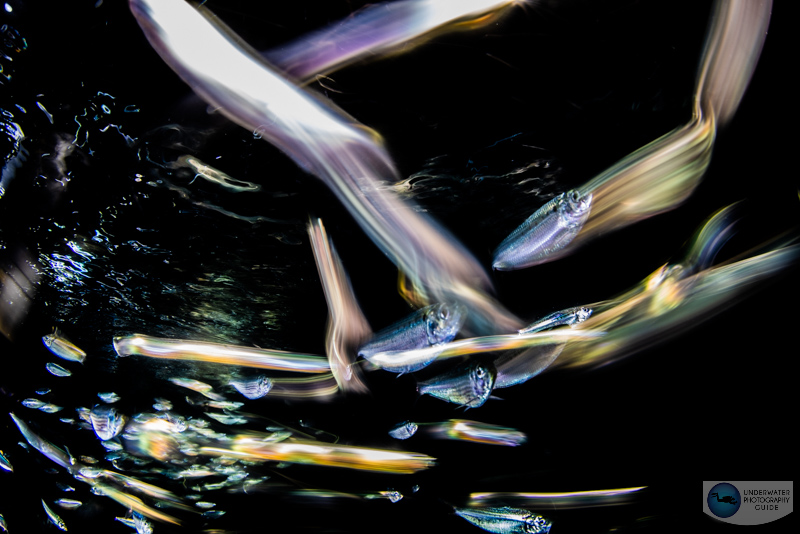 Sardines photographed with first curtain sync with the Canon R5 Sardines photographed with first curtain sync with the Canon R5