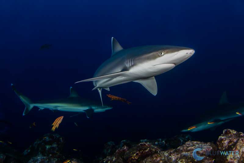 A photo of fast moving reefsharks would not have been possible without a highly functioning autofocus system with autofocus tracking. 1/160, ISO 640, f/13 A photo of fast moving reefsharks would not have been possible without a highly functioning autofocus system with autofocus tracking. 1/160, ISO 640, f/13