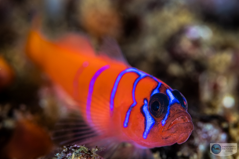 This blue banded goby was photographed at the maximum 1.4x reproduction ratio without using a diopter with the Canon R5 in an Ikelite housing & Ikelite DS 161 strobes. f/10, 1/160, ISO 200 This blue banded goby was photographed at the maximum 1.4x reproduction ratio without using a diopter with the Canon R5 in an Ikelite housing & Ikelite DS 161 strobes. f/10, 1/160, ISO 200