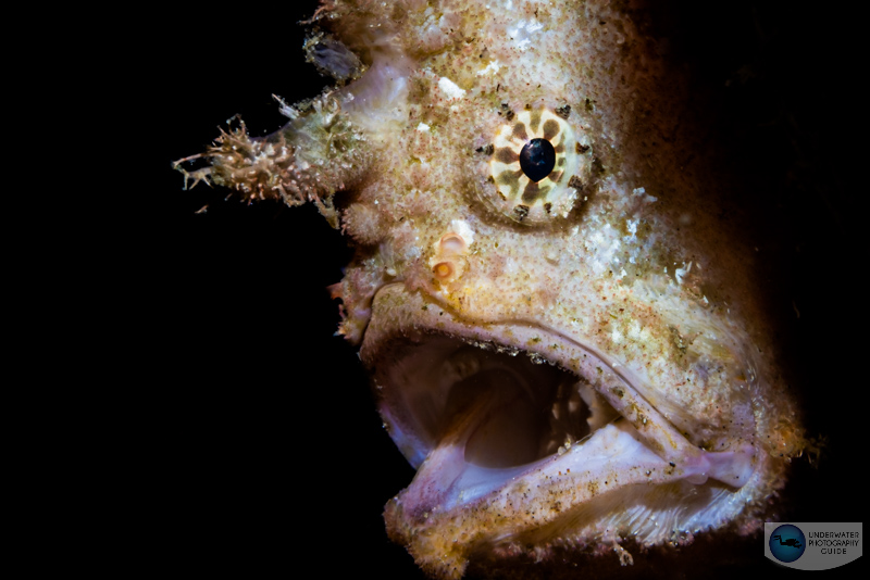 Frogfish photographed with the Canon RF100mm macro, Canon EOS R5, and Ikelite R5 housing. f/25, 1/160, ISO 640 Frogfish photographed with the Canon RF100mm macro, Canon EOS R5, and Ikelite R5 housing. f/25, 1/160, ISO 640