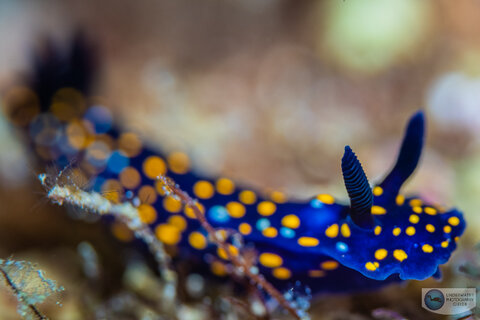 Nudibranch photographed with a wide aperture. f/5, 1/160, ISO 160 Nudibranch photographed with a wide aperture. f/5, 1/160, ISO 160