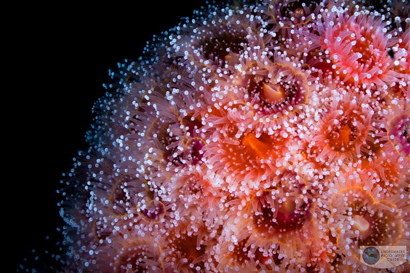 Canon RF 100mm macro depth of field test: f/32 Canon RF 100mm macro depth of field test: f/32