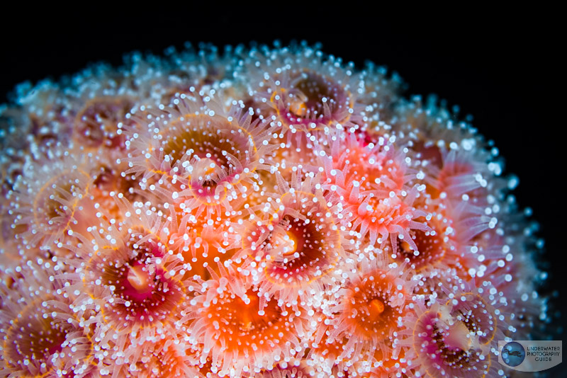 Canon RF 100mm macro depth of field test: f/4.5 Canon RF 100mm macro depth of field test: f/4.5