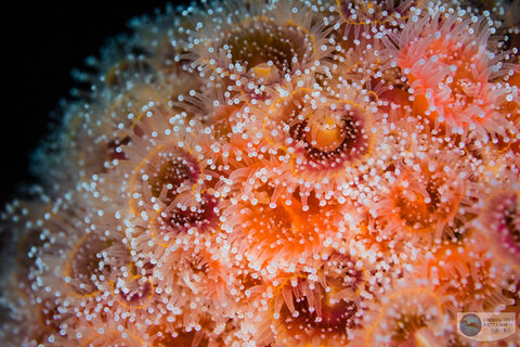 Canon RF 100mm macro depth of field test: f/6.3 Canon RF 100mm macro depth of field test: f/6.3