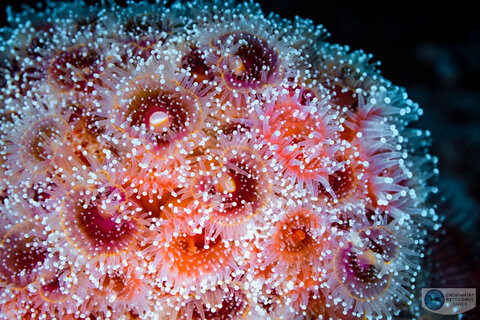 Canon RF 100mm macro depth of field test: f/8 Canon RF 100mm macro depth of field test: f/8