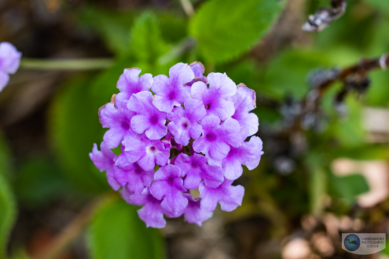 SA Control Ring in the Neutral (0) Position SA Control Ring in the Neutral (0) Position