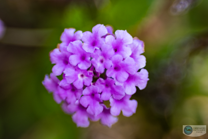 SA Control Ring in the + Position SA Control Ring in the + Position