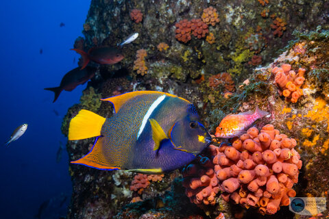 An elusive angelfish and an elusive hawkfish - perfect subjects for the 14-35mm. Captured at 35mm - f/18, 1/125, ISO 320 An elusive angelfish and an elusive hawkfish - perfect subjects for the 14-35mm. Captured at 35mm - f/18, 1/125, ISO 320