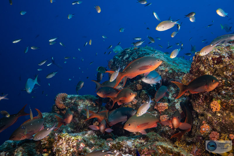 Reefscape with the RF 14-35mm and Canon EOS R5. 35mm, ISO 320, 1/125, f/18 Reefscape with the RF 14-35mm and Canon EOS R5. 35mm, ISO 320, 1/125, f/18