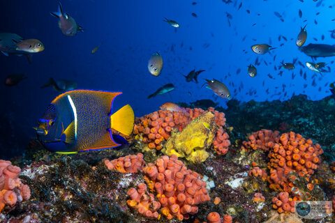Angelfish reefscape photographed with the Canon 14-35mm f/4 & Canon EOS R5 in an Ikelite housing @ 35mm. 1/80, f/14, ISO 400 Angelfish reefscape photographed with the Canon 14-35mm f/4 in an Ikelite housing. 1/80, f/14, ISO 400