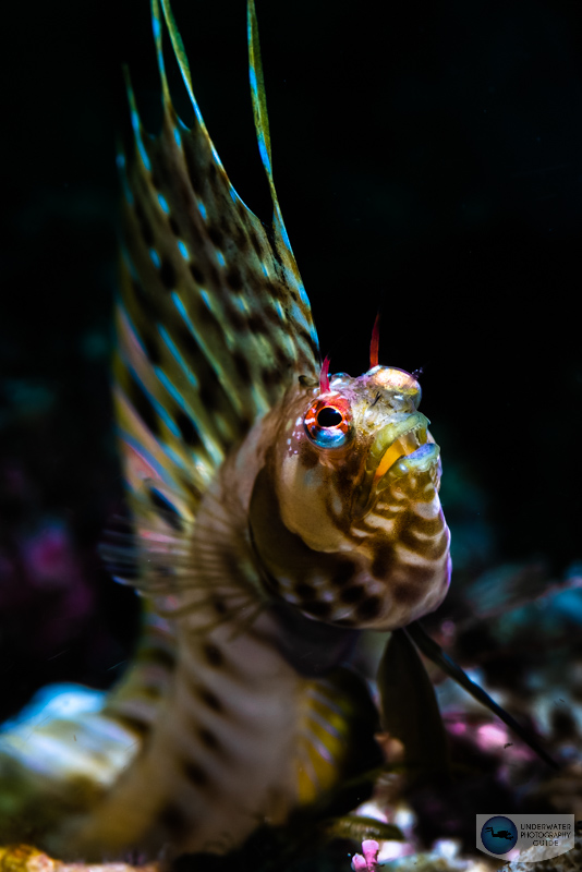 signal blenny