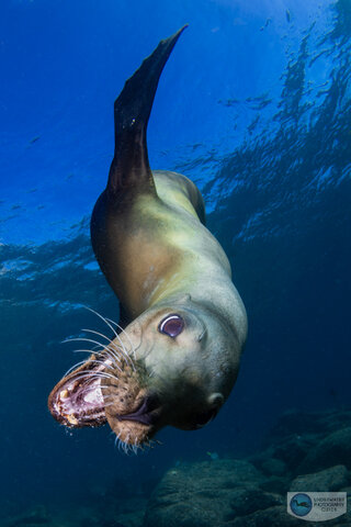 Great autofocus made it easy to photograph this curious sea lion. Captured with the Canon EOS R5 in an Ikelite EOS R5 housing, Canon 8-15mm fisheye lens, dual Ikelite DS 161 strobes, and Ikelite Canon TTL converter. f/13, 1/200, ISO 250 moon jelly photographed with canon eos r5