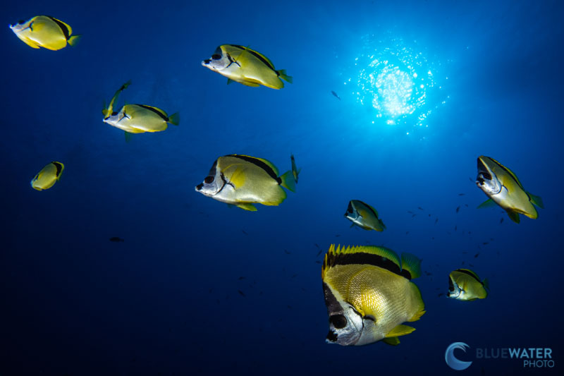 Excellent dynamic range performance from the Nikon Z7II 45.7 MP sensor butterflyfish nikon z7ii