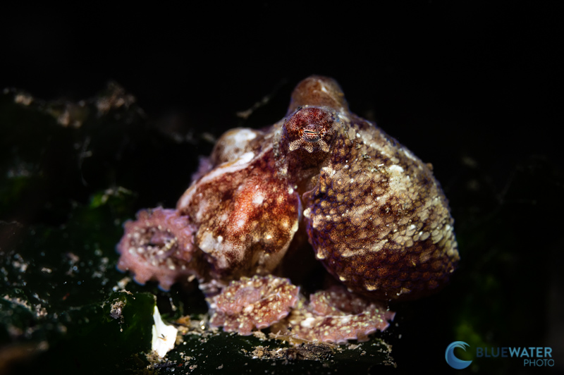 octopus kraken 1000 fe