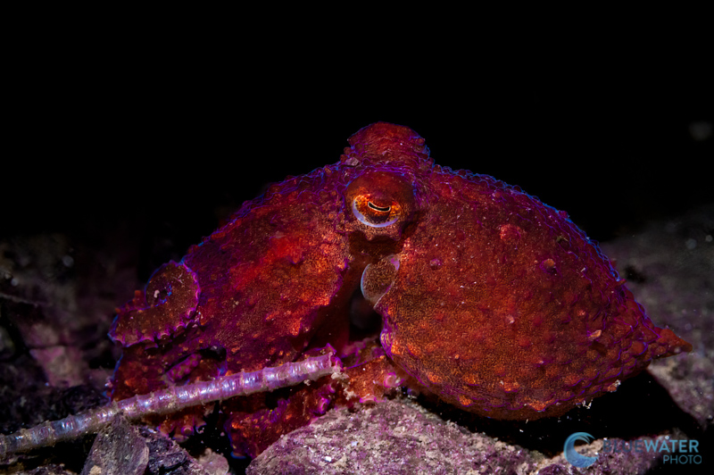 octopus kraken 1000 fe blue