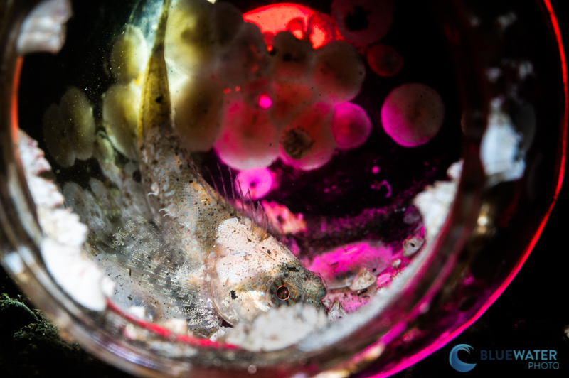 sculpin kraken 1000 fe blue