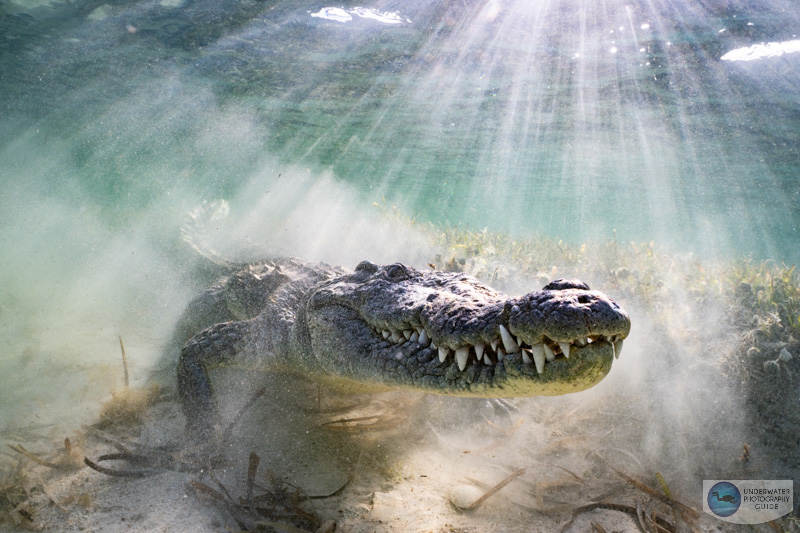 A crocodile captured with the Sony 28-60mm kit lens and Nauticam WWL-1 wet wide lens by Kyle Wagener. f/9, 1/250, ISO 250 A crocodile captured with the Sony 28-60mm kit lens and Nauticam WWL-1 wet wide lens by Kyle Wagener. f/9, 1/250, ISO 250