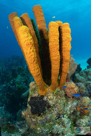 This stand of sponges is sharp from the top to the bottom of the photo by Kyle Wagener. f/11, 1/160, ISO 200 This stand of sponges is sharp from the top to the bottom of the photo by Kyle Wagener. f/11, 1/160, ISO 200