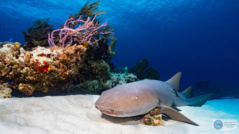 A nurse shark in the sand photographed by Kyle Wagener with the Sony 28-60mm kit lens and the Nauticam WWL-1. Kyle took advantage of the zoom through capability of the WWL-1 in this shot. 35mm, f/11, 1/160, ISO 320 A nurse shark in the sand photographed by Kyle Wagener with the Sony 28-60mm kit lens and the Nauticam WWL-1. Kyle took advantage of the zoom through capability of the WWL-1 in this shot. 35mm, f/11, 1/160, ISO 320