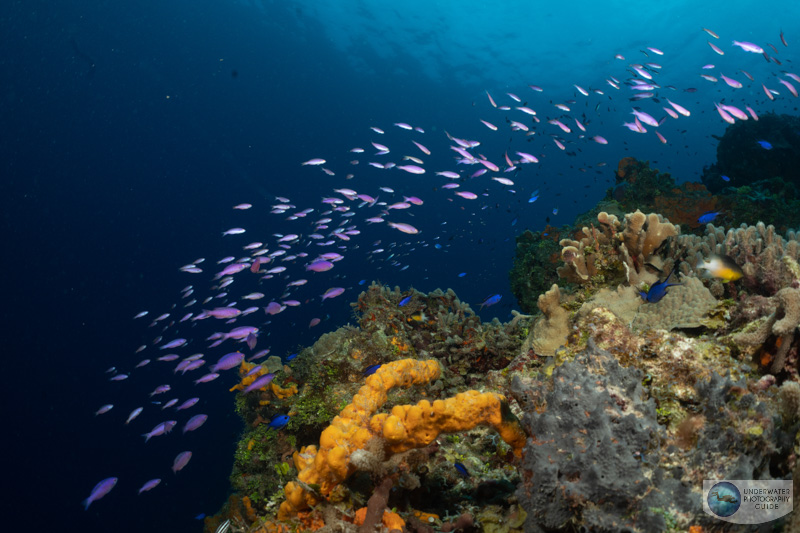 Reef scene photographed by Kyle Wagener with the Sony A7R IV, Sony 28-60mm kit lens, and Nauticam WWL-1. f/11, 1/160, ISO 320 Reef scene photographed by Kyle Wagener with the Sony A7R IV, Sony 28-60mm kit lens, and Nauticam WWL-1. f/11, 1/160, ISO 320