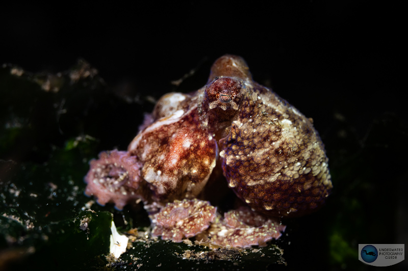 Octopus photographed with the Nikon Z 105mm macro and Kraken FE 1000 focus light/snoot. f/13, 1/100, ISO 800 Octopus photographed with the Nikon Z 105mm macro and Kraken FE 1000 focus light/snoot. f/13, 1/100, ISO 800