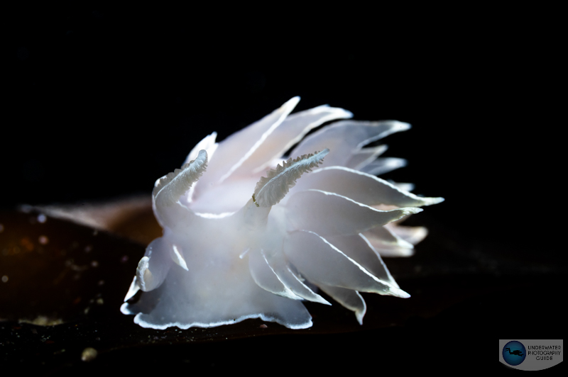 Nikon Z 105mm, f/18, 1/100, ISO 800 Nikon Z 105mm, f/18, 1/100, ISO 800