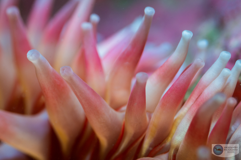Anemone tentacles shot with creative bokeh with the Nikon Z 105mm macro. f/13, 1/160, ISO 400 Anemone tentacles shot with creative bokeh with the Nikon Z 105mm macro. f/13, 1/160, ISO 400