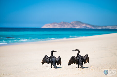 An extremely sharp photo of shorebirds shot in Cabo San Lucas with the Nikon 105mm macro. 1/4000, f/2.5, ISO 160 An extremely sharp photo of shorebirds shot in Cabo San Lucas with the Nikon 105mm macro. 1/4000, f/2.5, ISO 160