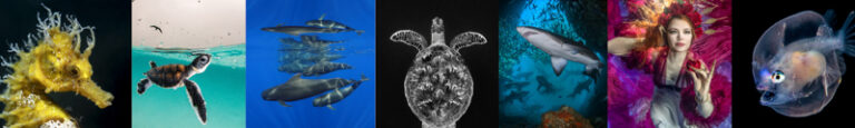Ocean Art Photo Competition 2021 Judges Comments oceanart2021banner
