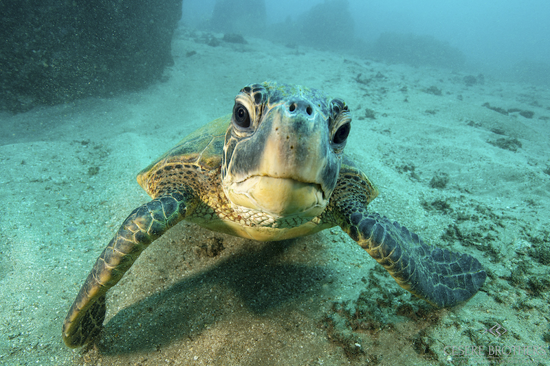 Marelux Canon R5 Underwater Housing Sample Image