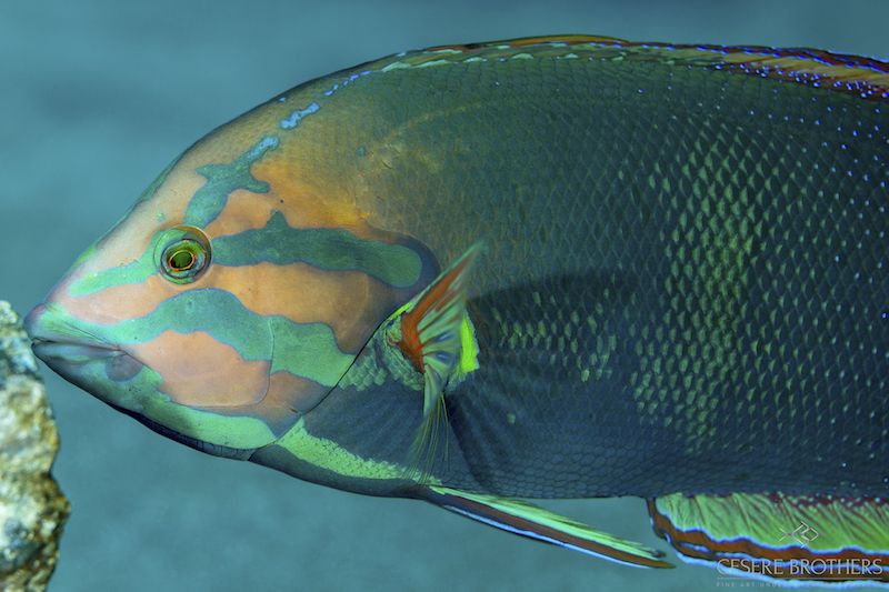 Marelux Canon R5 Underwater Housing Sample Image