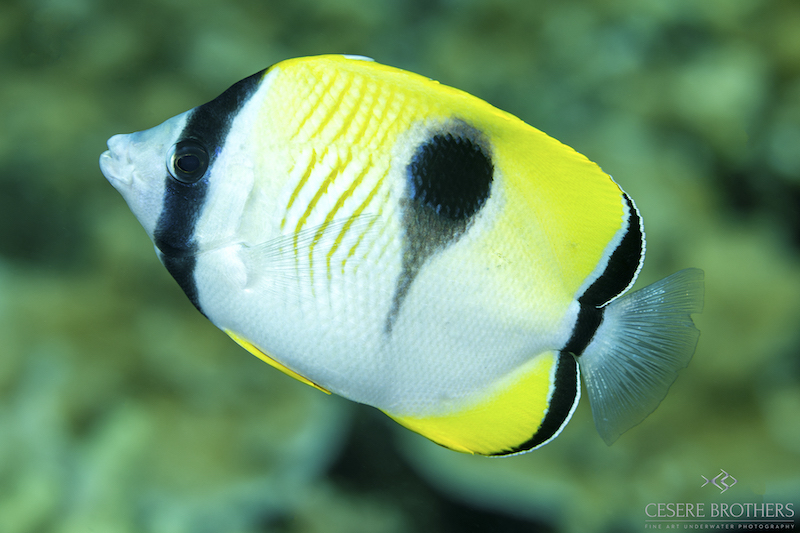 Marelux Canon R5 Underwater Housing Sample Image