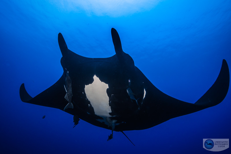 Quick autofocus is essential for shooting manta rays Quick autofocus is essential for shooting manta rays