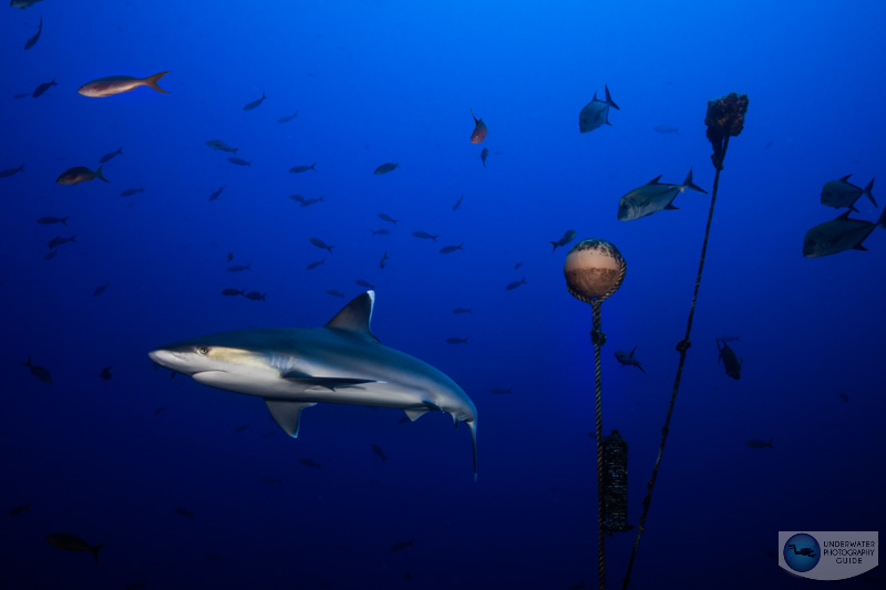A quintessential shark scene photographed with the Nikon 14-30mm f/4 Z mount lens A quintessential shark scene photographed with the Nikon 14-30mm f/4 Z mount lens
