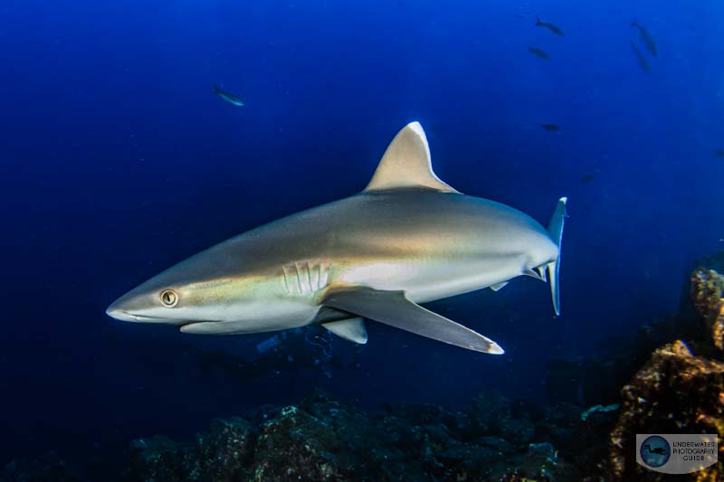 A hotspot on a reflective shark while shooting with my Ikelite DS 161 strobes and dome diffusers A hotspot on a reflective shark while shooting with my Ikelite DS 161 strobes and dome diffusers