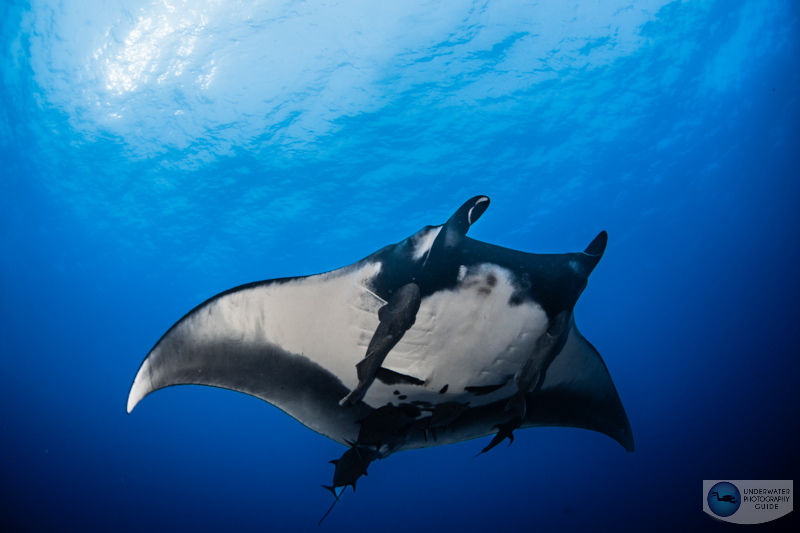 A manta ray photographed with the Canon 8-15mm fisheye lens, Sigma MC 11 adapter, and Sony A7 IV f/10, 1/125, ISO 200 A manta ray photographed with the Canon 8-15mm fisheye lens, Sigma MC 11 adapter, and Sony A7 IV f/10, 1/125, ISO 200