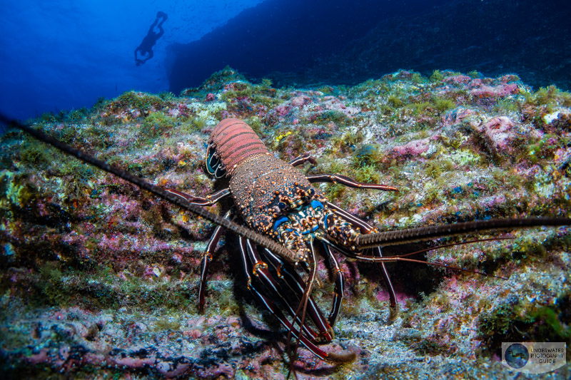 A spiny lobster photographed with the Sony A7 IV, Ikelite Sony A7 IV underwater housing, Canon 8-15mm fisheye lens, and Ikelite DS 230 strobes. f/10, 1/125, ISO 400 A spiny lobster photographed with the Sony A7 IV, Ikelite Sony A7 IV underwater housing, Canon 8-15mm fisheye lens, and Ikelite DS 230 strobes. f/10, 1/125, ISO 400